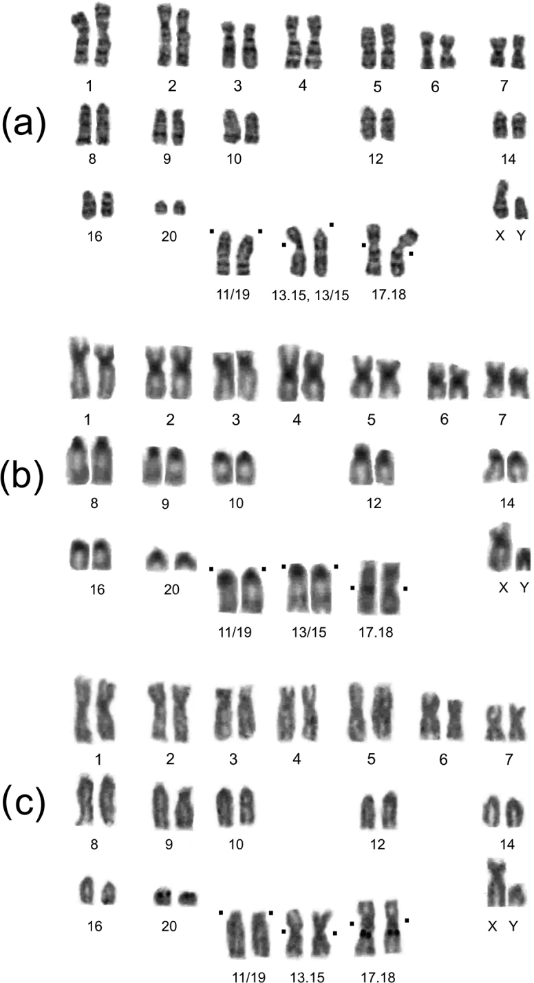 Intraspecies multiple chromosomal variations including rare tandem fusion in the Russian Far Eastern endemic evoron vole <i>Alexandromysevoronensis</i> (Rodentia, Arvicolinae).