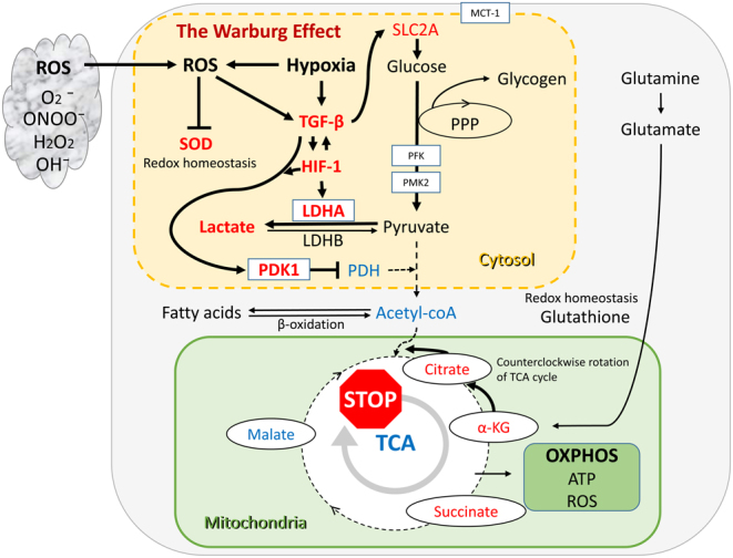 Nonhormonal therapy for endometriosis based on energy metabolism regulation.