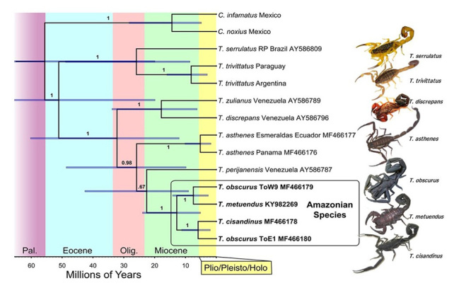 Amazonian scorpions and scorpionism: integrating toxinological, clinical, and phylogenetic data to combat a human health crisis in the world's most diverse rainfores.