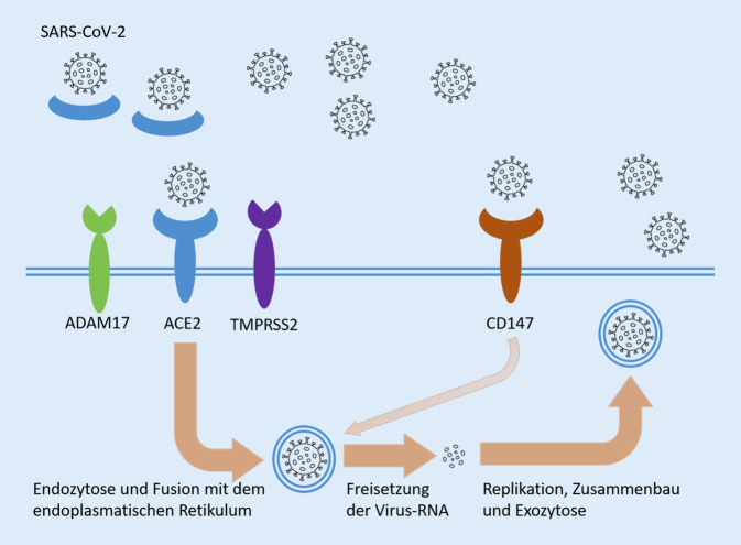 [Impact of SARS-CoV-2/COVID-19 on the placenta].