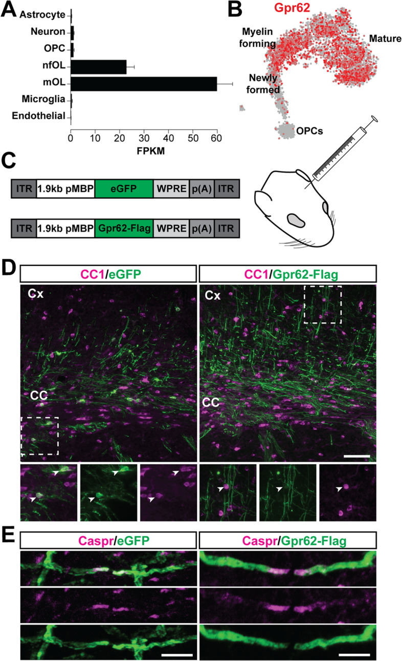 The oligodendrocyte-enriched orphan G protein-coupled receptor Gpr62 is dispensable for central nervous system myelination.