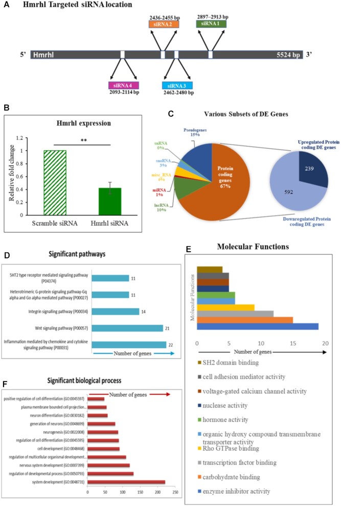 LncRNA Hmrhl regulates expression of cancer related genes in chronic myelogenous leukemia through chromatin association.