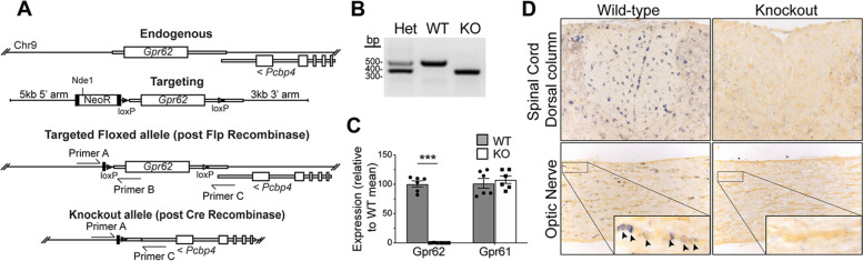 The oligodendrocyte-enriched orphan G protein-coupled receptor Gpr62 is dispensable for central nervous system myelination.