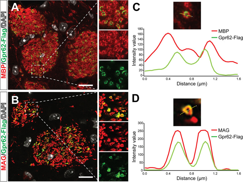 The oligodendrocyte-enriched orphan G protein-coupled receptor Gpr62 is dispensable for central nervous system myelination.