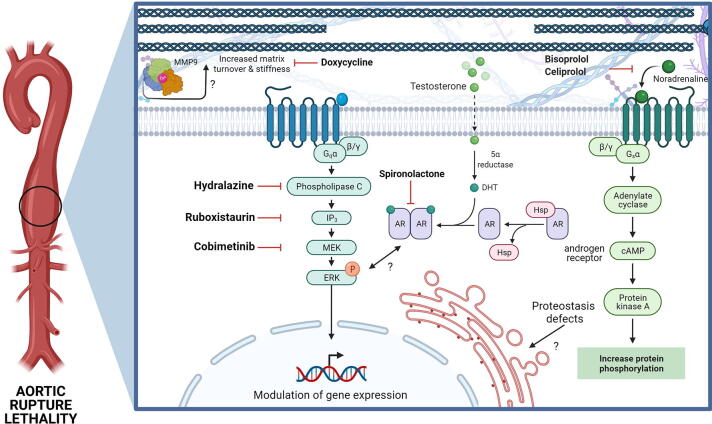 Four decades in the making: Collagen III and mechanisms of vascular Ehlers Danlos Syndrome