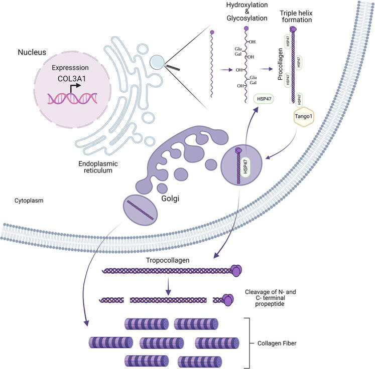 Four decades in the making: Collagen III and mechanisms of vascular Ehlers Danlos Syndrome