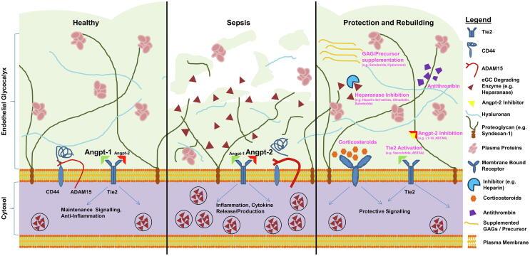 Protection and rebuilding of the endothelial glycocalyx in sepsis – Science or fiction?