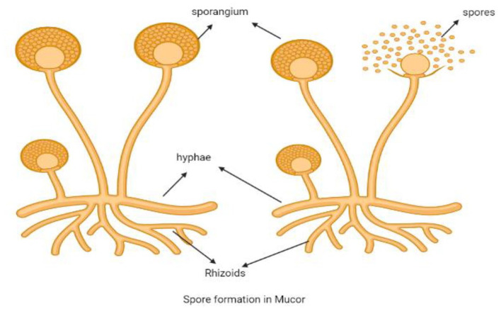 Awareness Toward Mucormycosis Attack for COVID Patients.