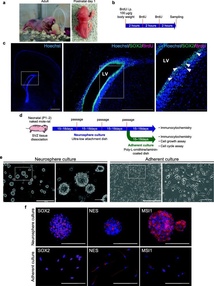 Isolation and characterization of neural stem/progenitor cells in the subventricular zone of the naked mole-rat brain.