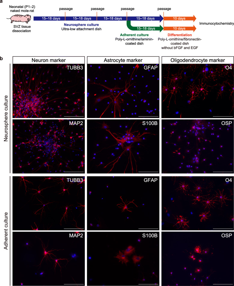 Isolation and characterization of neural stem/progenitor cells in the subventricular zone of the naked mole-rat brain.