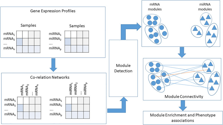 Modular network inference between miRNA-mRNA expression profiles using weighted co-expression network analysis.