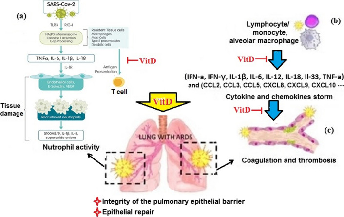 The effect of vitamin D, magnesium and zinc supplements on interferon signaling pathways and their relationship to control SARS-CoV-2 infection.