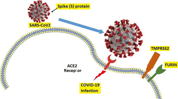 The effect of vitamin D, magnesium and zinc supplements on interferon signaling pathways and their relationship to control SARS-CoV-2 infection.