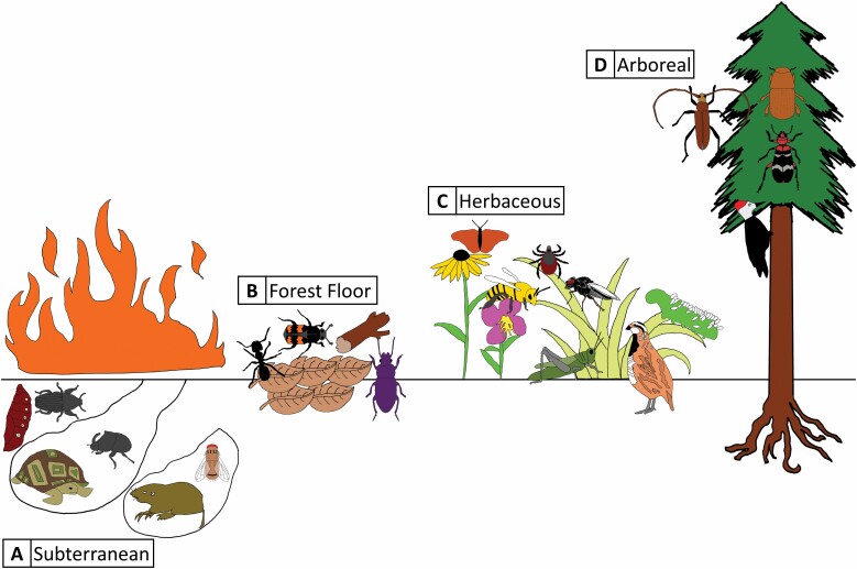 Arthropods and Fire Within the Biologically Diverse Longleaf Pine Ecosystem.