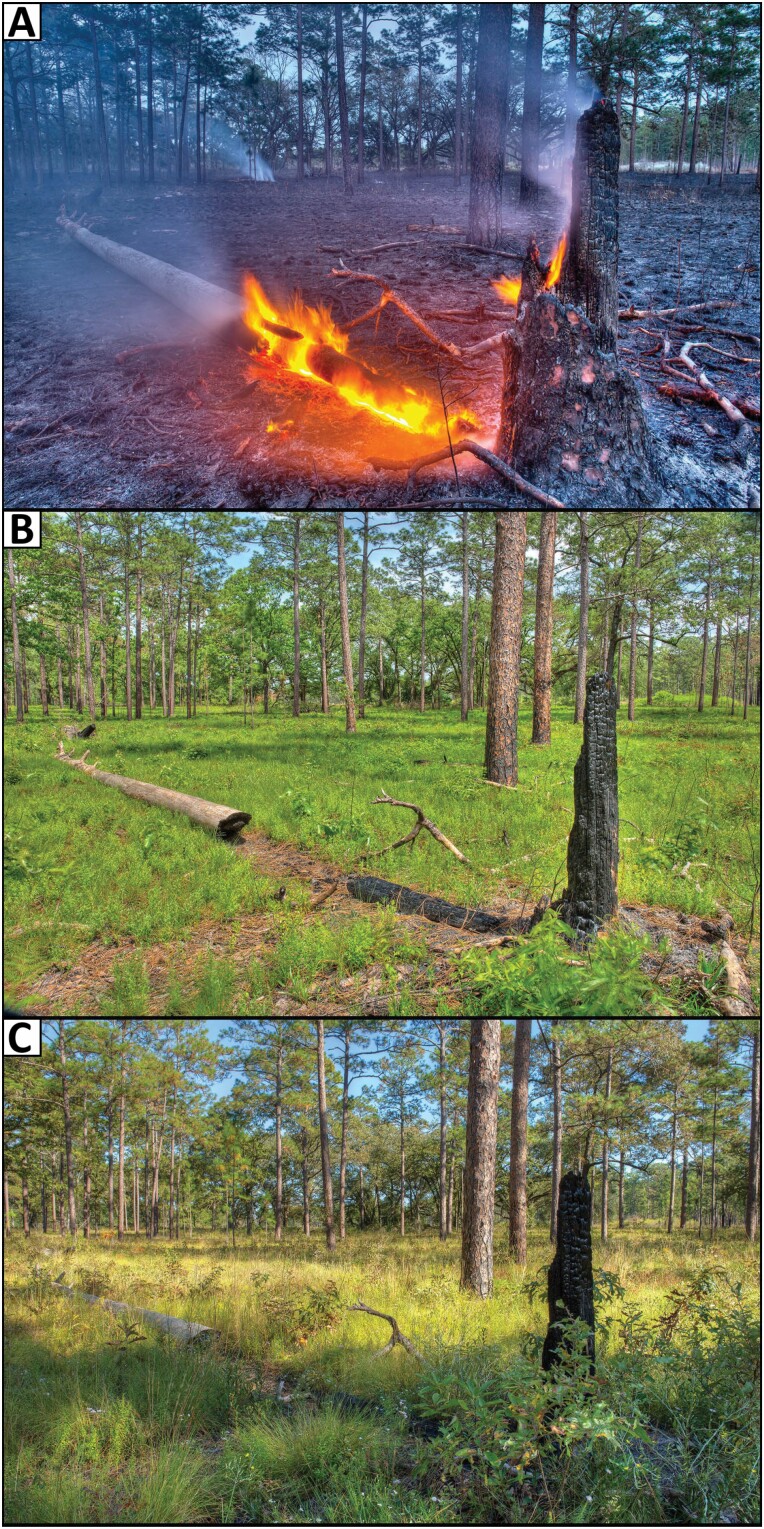 Arthropods and Fire Within the Biologically Diverse Longleaf Pine Ecosystem.