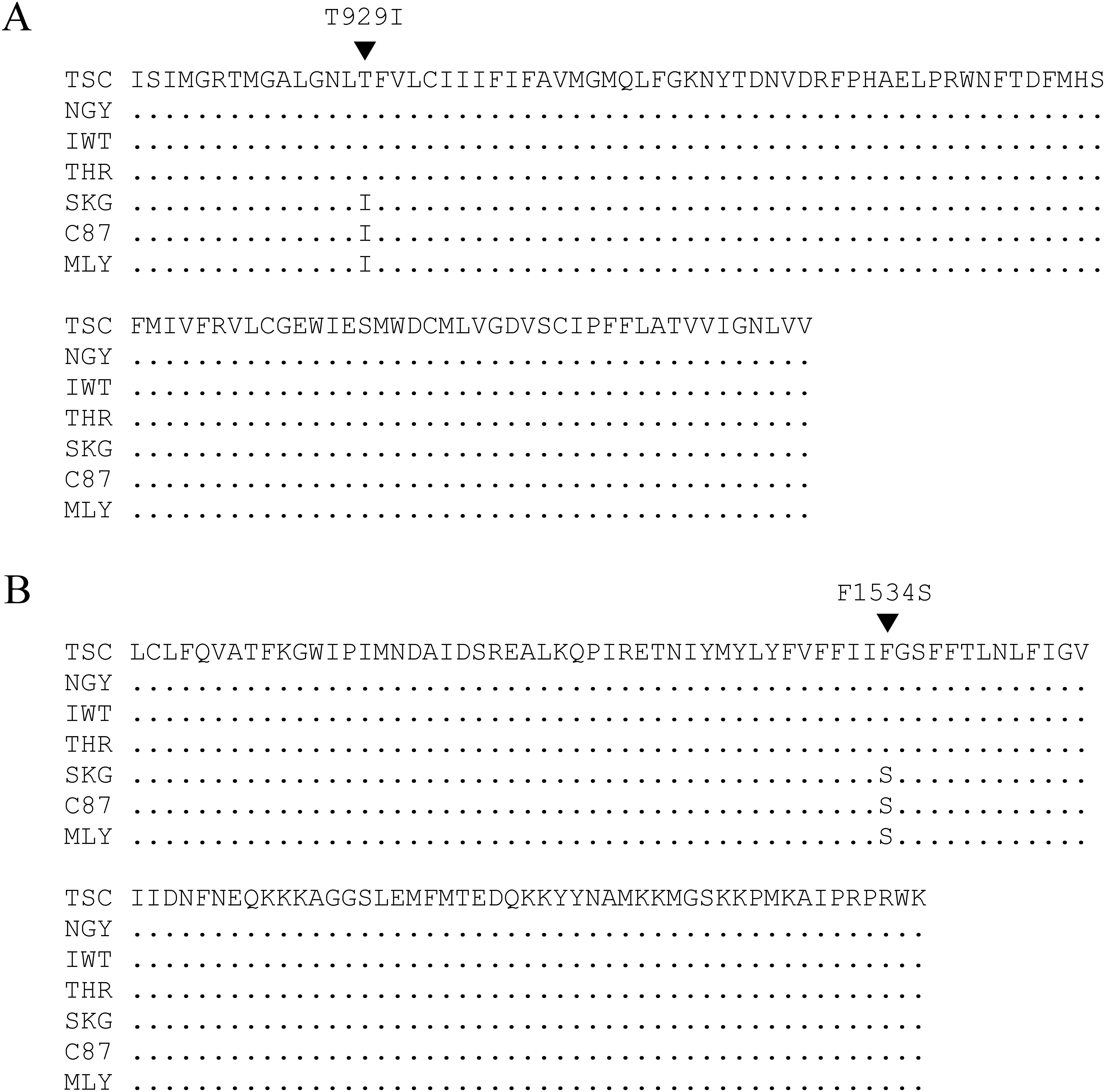 Sodium channel mutations (T929I and F1534S) found in pyrethroid-resistant strains of the cigarette beetle, <i>Lasioderma serricorne</i> (Coleoptera: Anobiidae).