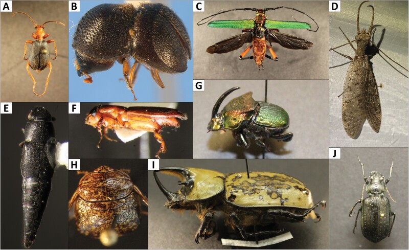 Arthropods and Fire Within the Biologically Diverse Longleaf Pine Ecosystem.