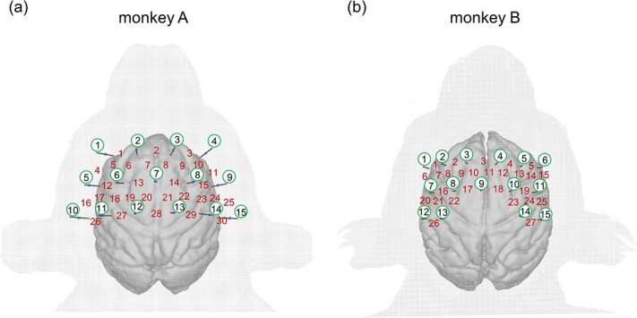 Diffuse Optical Tomography Using fNIRS Signals Measured from the Skull Surface of the Macaque Monkey.