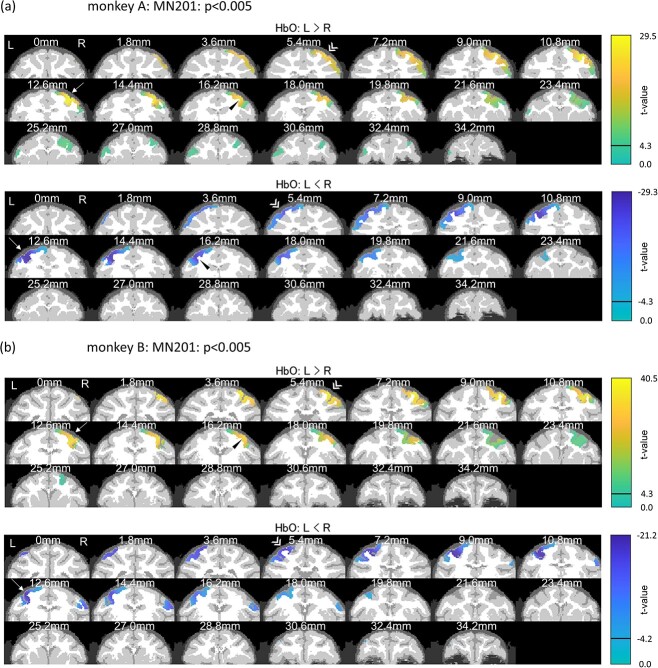 Diffuse Optical Tomography Using fNIRS Signals Measured from the Skull Surface of the Macaque Monkey.