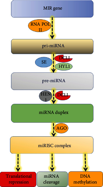 miRNAomic Approach to Plant Nitrogen Starvation.