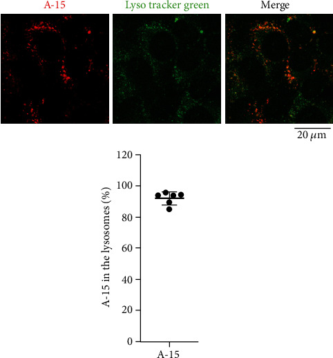 Perturbing the Normal Level of SIDT1 Suppresses the Naked ASO Effect.