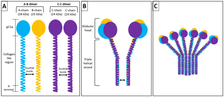 The role of complement in the tumor microenvironment.