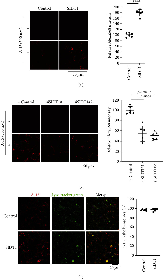 Perturbing the Normal Level of SIDT1 Suppresses the Naked ASO Effect.