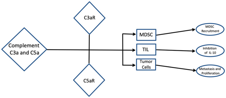 The role of complement in the tumor microenvironment.