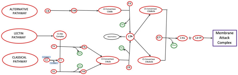 The role of complement in the tumor microenvironment.