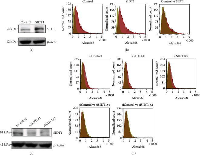 Perturbing the Normal Level of SIDT1 Suppresses the Naked ASO Effect.