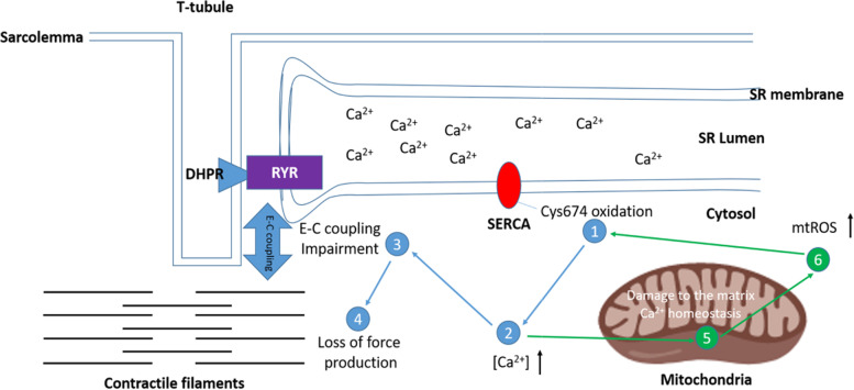 The SarcoEndoplasmic Reticulum Calcium ATPase (SERCA) pump: a potential target for intervention in aging and skeletal muscle pathologies.