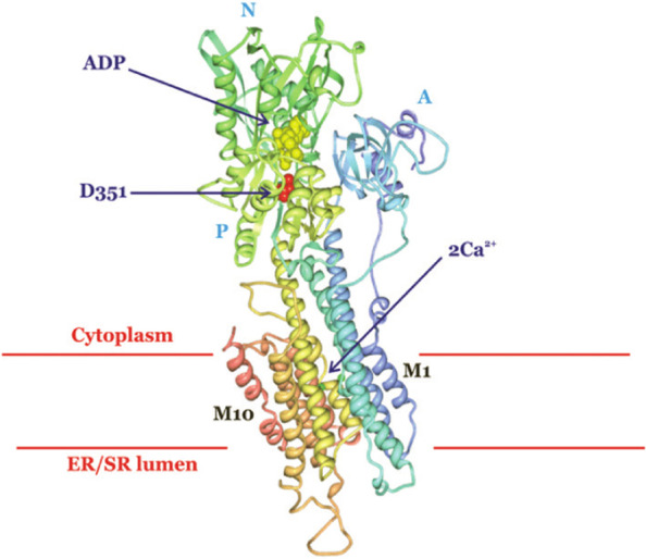 The SarcoEndoplasmic Reticulum Calcium ATPase (SERCA) pump: a potential target for intervention in aging and skeletal muscle pathologies.