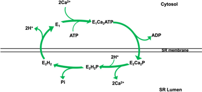 The SarcoEndoplasmic Reticulum Calcium ATPase (SERCA) pump: a potential target for intervention in aging and skeletal muscle pathologies.