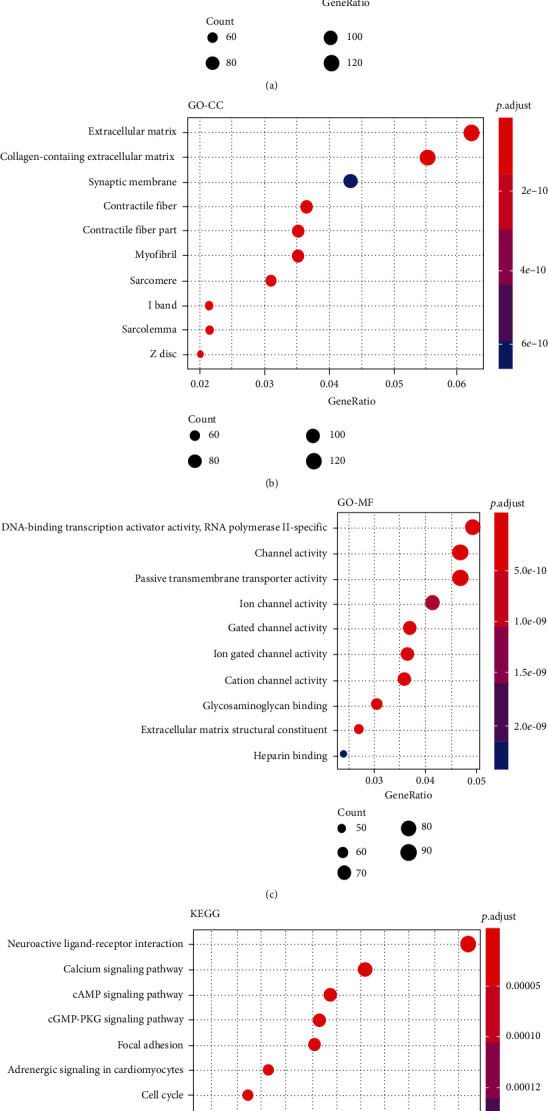 Identification of the circRNA-miRNA-mRNA Regulatory Network in Bladder Cancer by Bioinformatics Analysis.