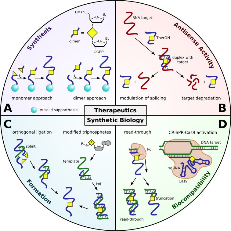 Artificial nucleic acid backbones and their applications in therapeutics, synthetic biology and biotechnology.