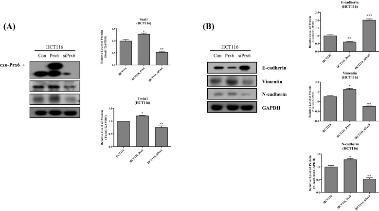 Peroxiredoxin-6 regulates p38-mediated epithelial-mesenchymal transition in HCT116 colon cancer cells.