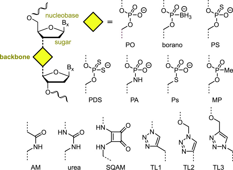 Artificial nucleic acid backbones and their applications in therapeutics, synthetic biology and biotechnology.