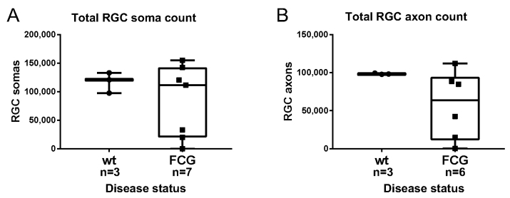 Mapping retinal ganglion cell somas in a large-eyed glaucoma model.