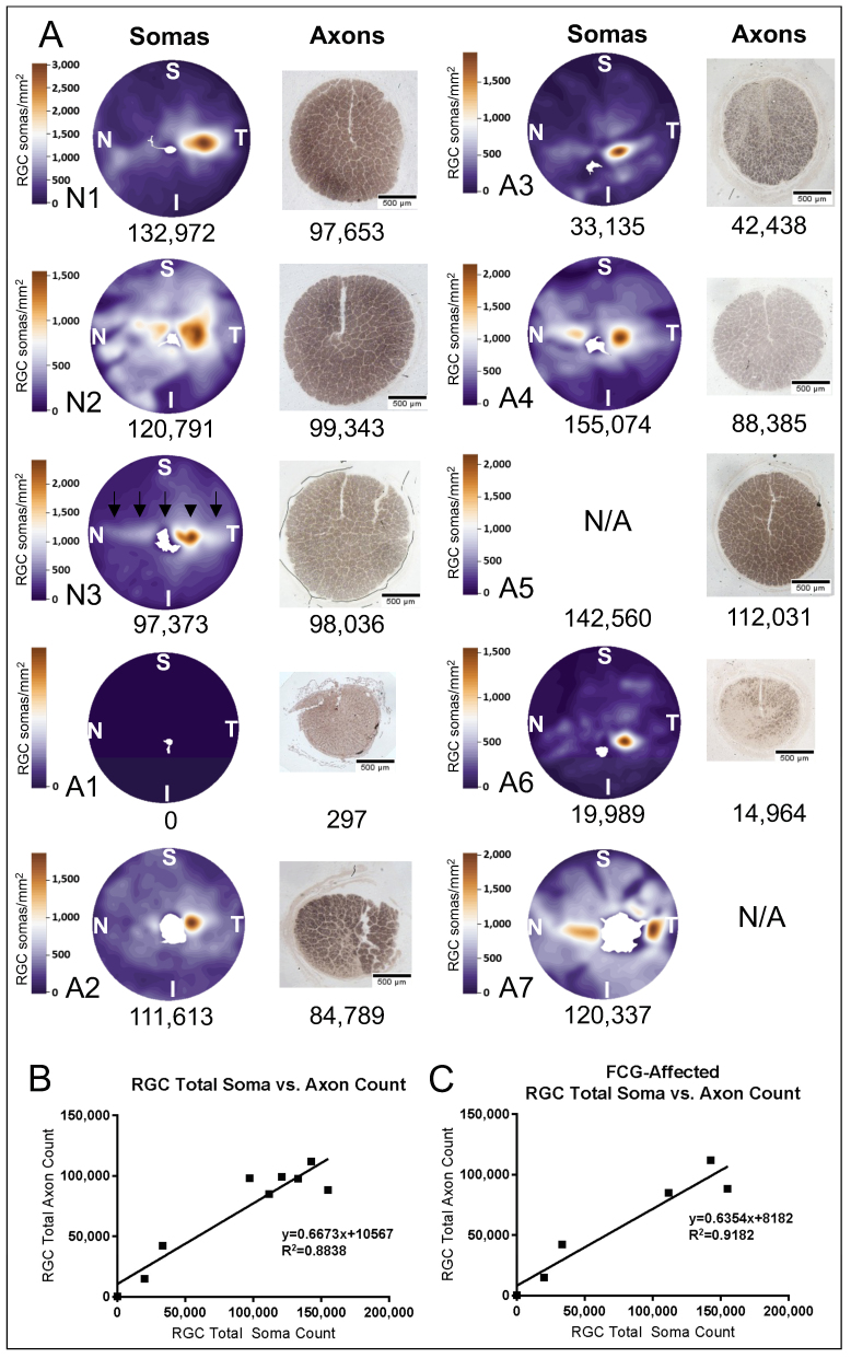 Mapping retinal ganglion cell somas in a large-eyed glaucoma model.