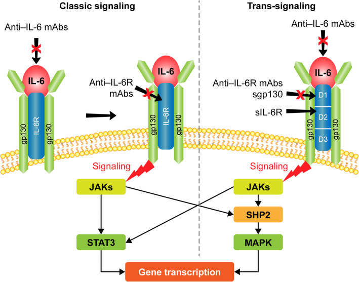 Interleukin-6: evolving role in the management of neuropathic pain in neuroimmunological disorders.