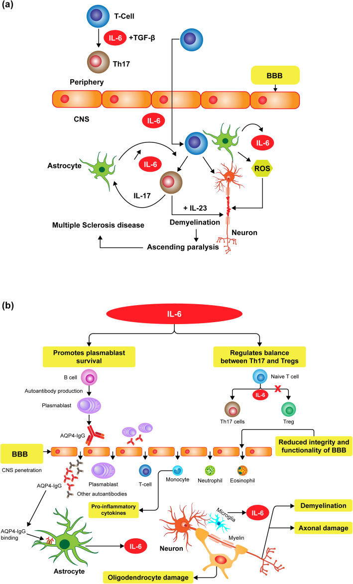 Interleukin-6: evolving role in the management of neuropathic pain in neuroimmunological disorders.