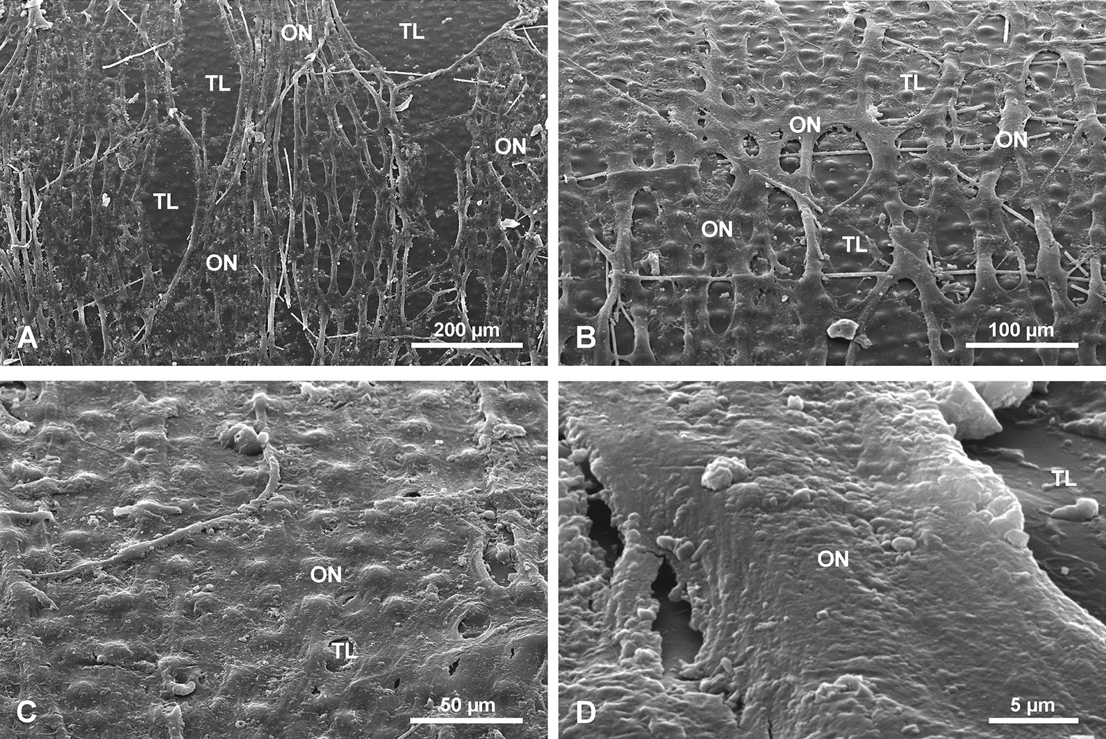 Insights into the structure and morphogenesis of the giant basal spicule of the glass sponge Monorhaphis chuni.