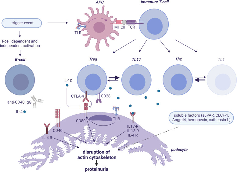 The role of the immune system in idiopathic nephrotic syndrome.