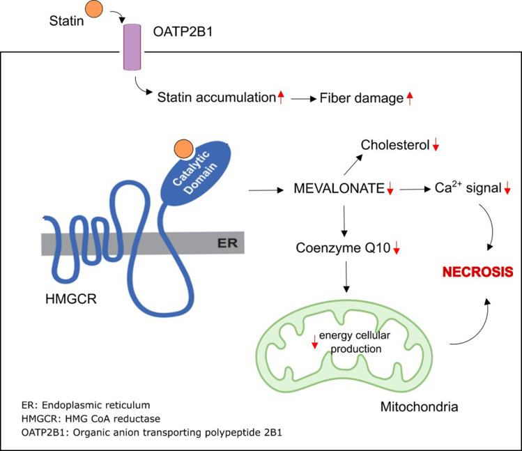 A Narrative Review of Statin-Induced Rhabdomyolysis: Molecular Mechanism, Risk Factors, and Management.