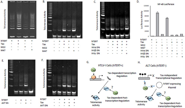 Transcription Independent Stimulation of Telomerase Enzymatic Activity by HTLV-I Tax Through Stimulation of IKK.