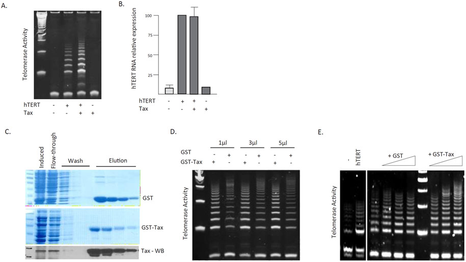 Transcription Independent Stimulation of Telomerase Enzymatic Activity by HTLV-I Tax Through Stimulation of IKK.