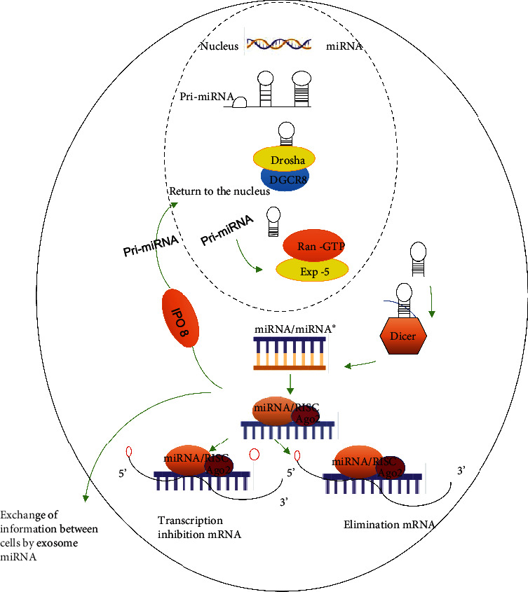 MicroRNA as a Potential Biomarker and Treatment Strategy for Ischemia-Reperfusion Injury.