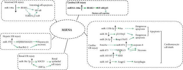 MicroRNA as a Potential Biomarker and Treatment Strategy for Ischemia-Reperfusion Injury.