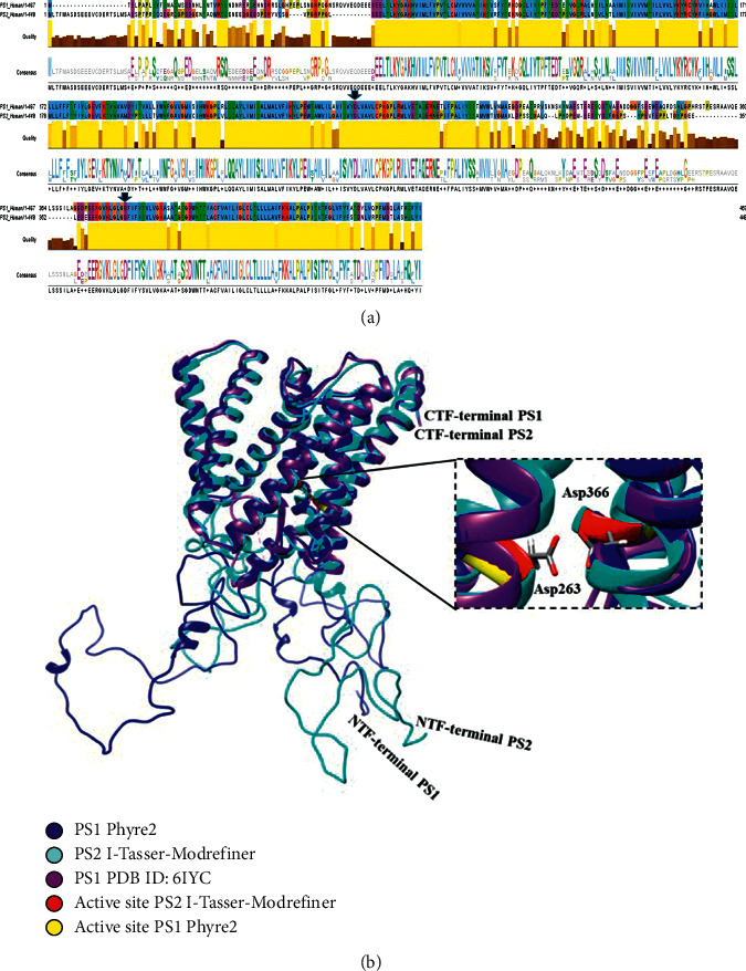 Structural Predictive Model of Presenilin-2 Protein and Analysis of Structural Effects of Familial Alzheimer's Disease Mutations.