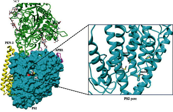 Structural Predictive Model of Presenilin-2 Protein and Analysis of Structural Effects of Familial Alzheimer's Disease Mutations.